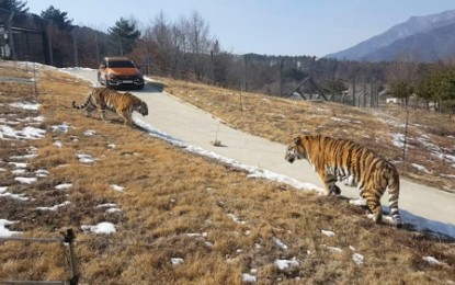 SoKor to open Asia's biggest arboretum with Siberian tigers next week 